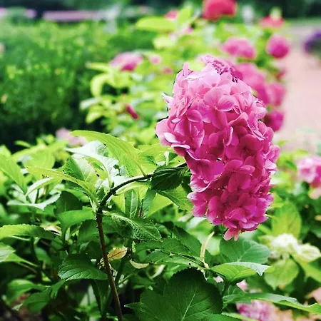 Park & Restauracja Frühstückspension 4*