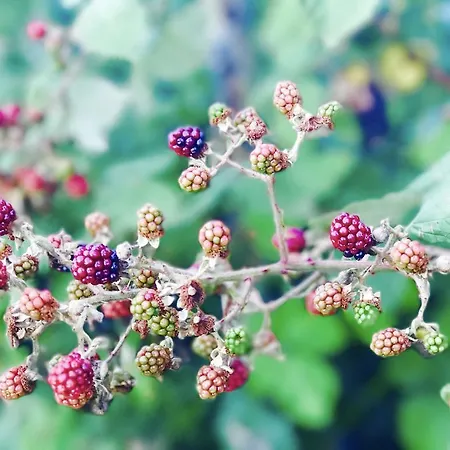 Park & Restauracja Frühstückspension