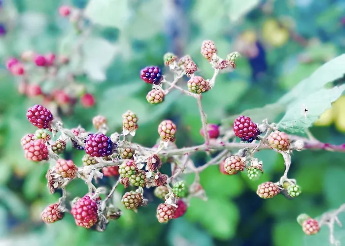 Park & Restauracja 住宿加早餐酒店